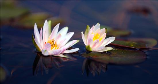 Water lilies on show in Shanghai