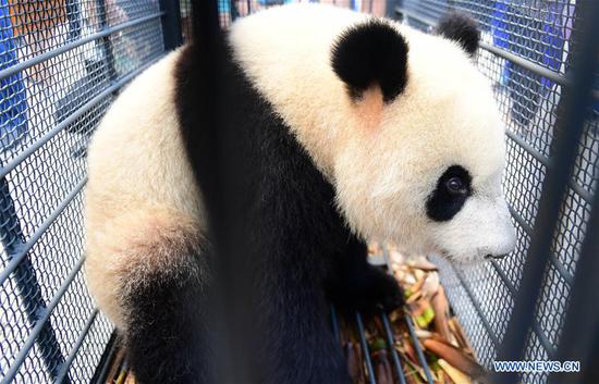 Two giant pandas arrive in NW China's Jilin