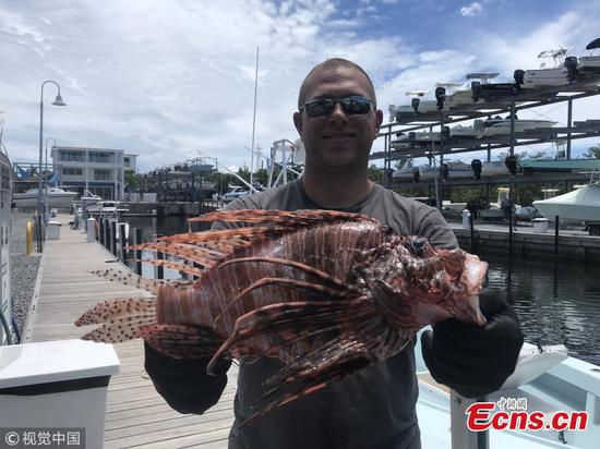 Record-setting lionfish caught in the Florida Keys