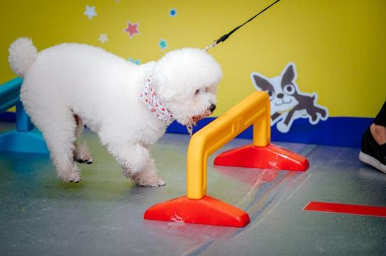 A dog prepares to jump a hurdle during an obstacle course. /Photo via petfairasia.com