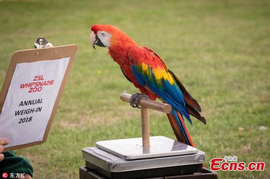 ZSL Whipsnade Zoo holds annual weigh-in 