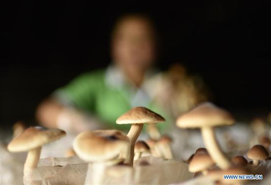 A worker collects mushrooms in an edible fungi production base in the Miao autonomous county of Songtao, Tongren , Southwest China's Guizhou province, June 20, 2018. (Photo/Xinhua)