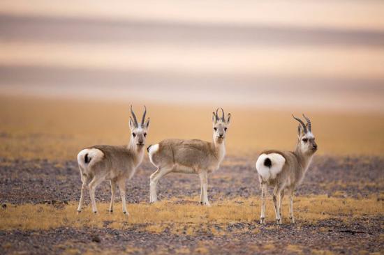 Tibetan gazelles are featured in the documentary Hidden Land in Northern Tibet. (Photo provided to China Daily)