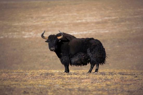 A wild Tibetan yak featured in the documentary. (Photo provided to China Daily)