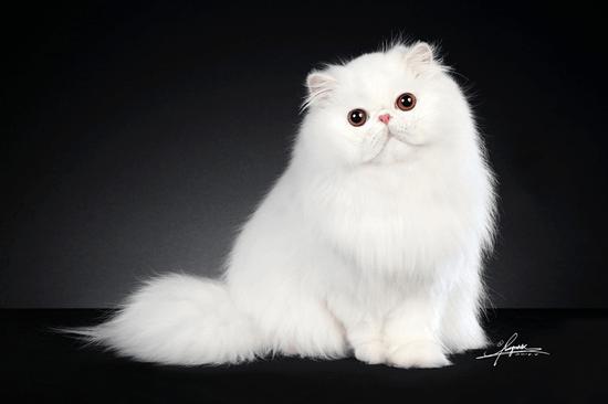 A participant in the CFA cat show at Pet Fair Asia 2018. /Photo via petfairasia.com