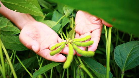 Pods that can grow at the top of the plant are believed to signal a good harvest for soybeans. /CGTN Photo
