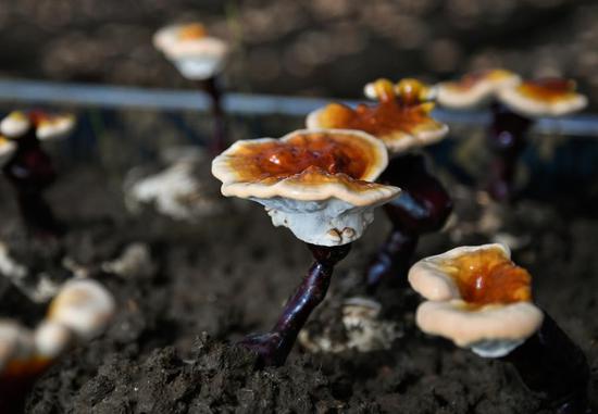 Photo taken on July 27, 2018 shows a white lingzhi mushroom which grows in a village of Nyingchi city, Tibet autonomous region. (Photo/Xinhua)