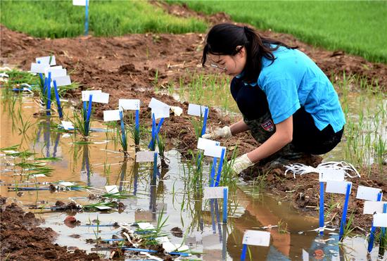 A technician collects rice seedlings for transfer to a salinity test field at the Qingdao Saline-Alkali Tolerant Rice Research and Development Center. (LI ZIHENG/XINHUA)