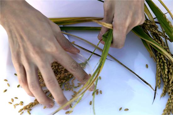 A researcher collects grains of rice. (GUO XULEI/XINHUA)