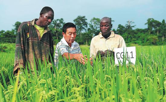 A Chinese agricultural expert introduces a new species of rice to farmers in Cote d'Ivoire. China has sent technicians to the country to back its agricultural modernization. （Photo：Ding Haitao / Xinhua）