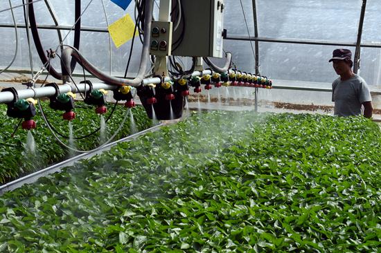 An automatic sprinkler system waters pepper seedlings at a greenhouse in Haidong city, Qinghai. （Photo By Deng Jia / Asian Development Bank）