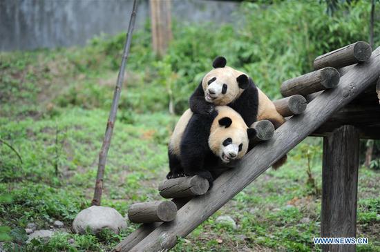 Giant panda cubs grow well in NW China's Shaanxi