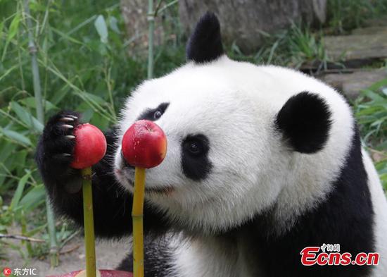 Panda Chulina celebrates birthday in Spain