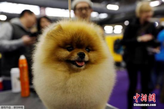 A pet dog at a competition. (File photo/Agencies)