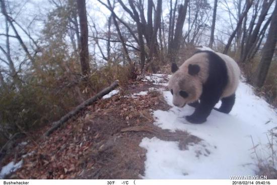 Photo taken on Feb. 14, 2018 by an infrared camera shows a wild giant panda in Baishuijiang National Nature Reserve in northwest China's Gansu Province. (Xinhua/Baishuijiang National Nature Reserve)