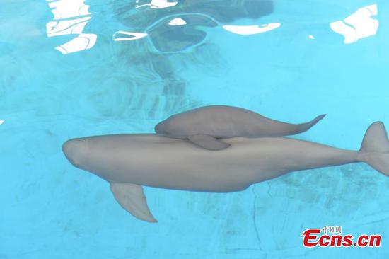 Yangtze finless porpoise grows up healthy for 100 days 