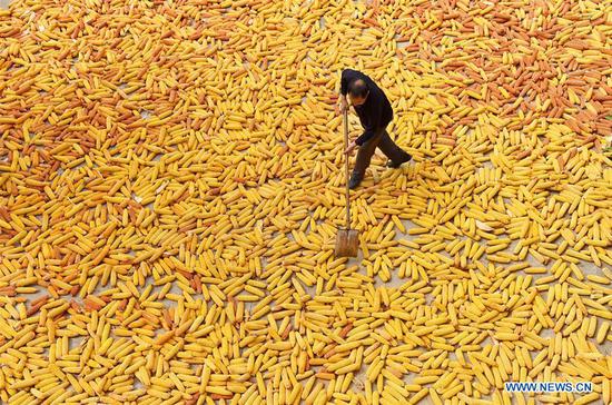 China embraces harvest season