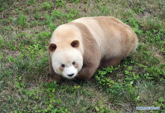 Qizai, a rare brown giant panda, is seen at the rescuing and raising research center in Xi'an, northwest China's Shaanxi Province, Sept. 7, 2018. (Photo/Xinhua)