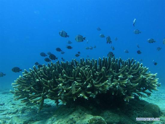 Ecosystem of coral reef preserved well in S China's Hainan