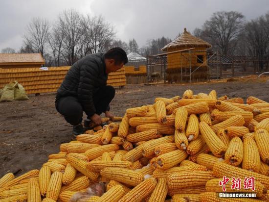 A man collects corns. (File photo/China News Service