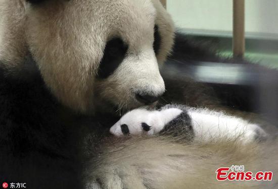 Japan-born panda cub makes public debut in Wakayama