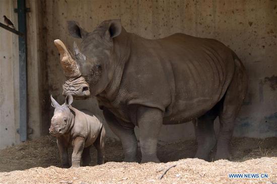 White rhinoceros seen in Ramat Gan Safari Park in Tel Aviv