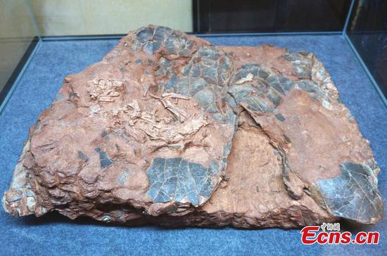 Returned fossils on display in Henan