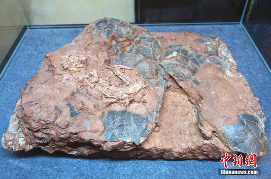 Photo taken on September 17, 2018 shows the fossil of Beibeilong sinensis. /Photo via China News Service‍