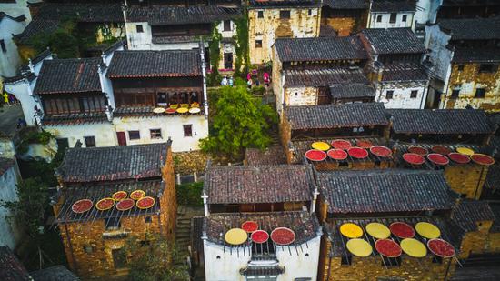 Wuyuan in East China glows with autumn harvest