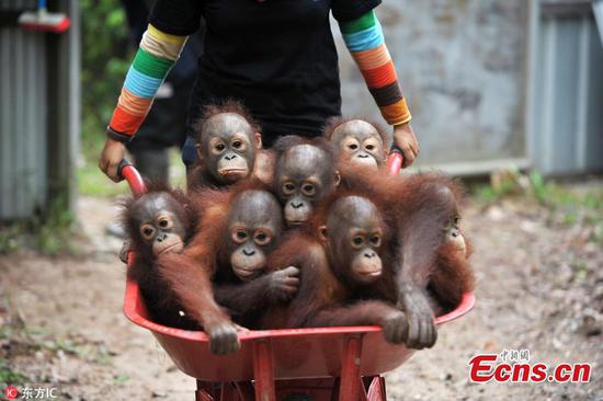 Baby orangutans go back to school to learn survival skills