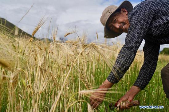 Highland barley in Tibet enters harvest season