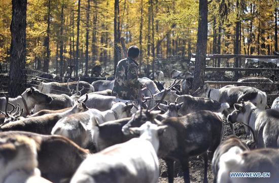 Reindeer breeding base in Yue'anli Forest Farm in Inner Mongolia