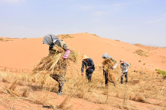 Workers pave straw checkerboard barriers at Tengger Desert, the fourth largest desert in China. (Photo/Xinhua)