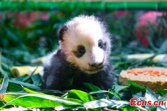 Giant panda cub meets public in Guangzhou