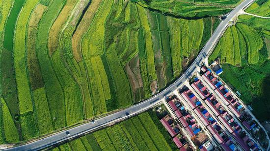 Photo taken on Aug. 19, 2018 shows a newly-built road across rapeseed flower fields in Guyuan, Xihaigu, northwest China's Ningxia Hui Autonomous Region. (Xinhua/Wang Peng)