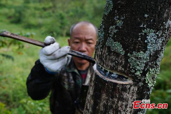 Ancient craft of lacquer-reaping still an income source in Guizhou