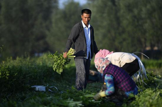 Villagers harvest celery in Xiji County in Guyuan City of Xihaigu, northwest China's Ningxia Hui Autonomous Region, Aug. 9, 2018. (Xinhua/Wang Peng)