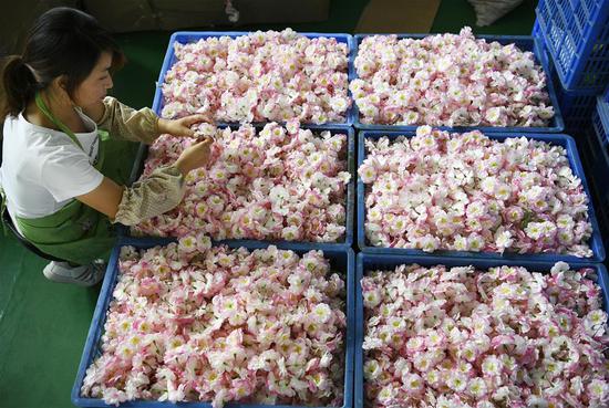 A worker sorts artificial flowers at a factory in Guyuan City of Xihaigu, northwest China's Ningxia Hui Autonomous Region, Aug. 29, 2018. (Xinhua/Guo Xulei)