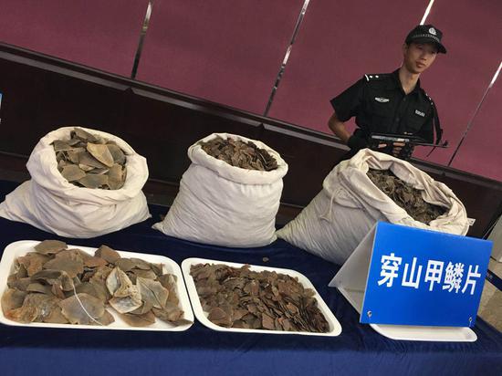 Customs authorities display seized pangolin scales in Guangzhou, Guangdong Province. (Provided to China Daily)