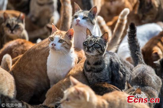 Aoshima, the Japanese island taken over by cats