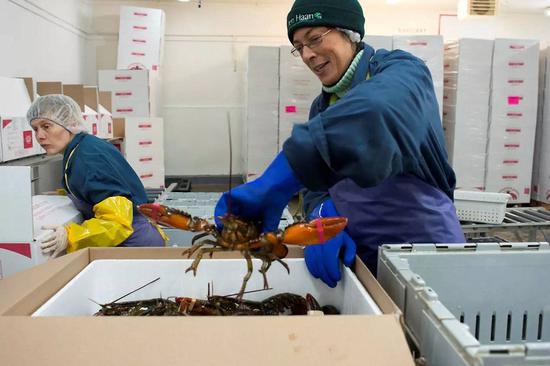 An employee packs lobster in Nova Scotia, Canada. China is the Canadian lobster industry's second-largest export market behind the United States, which imported 50,787 metric tons of lobster from Canada in 2017. (Photo/CHINA DAILY)