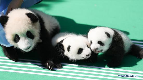 12 giant panda cubs meet public in Chengdu
