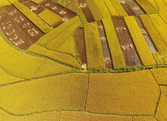 An aerial view of rice fields in Balong village, Guangnan county, Wenshan Zhuang and Miao autonomous prefecture, Yunnan Province, on Sept. 20, 2018. (Photo/Xinhua)