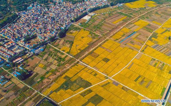 Rice field in Handan, N China's Hebei