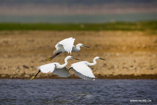 Egrets fly above Poyang Lake in E China's Jiangxi