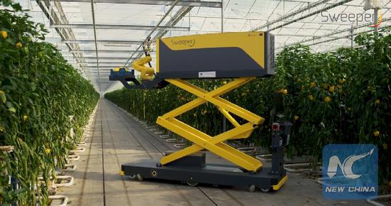 The picture shows the sweet pepper harvesting robot 