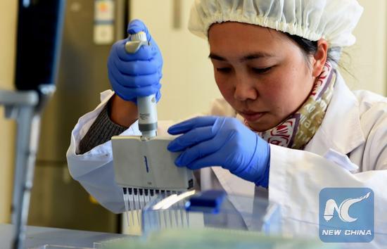 A research staff member tests new vaccine (S-IPV) against poliomyelitis at the Institute of Medical Biology of the Chinese Academy of Medical Sciences, located in Kunming, capital of Southwest China's Yunnan province, Jan 22, 2015. (Photo/Xinhua)