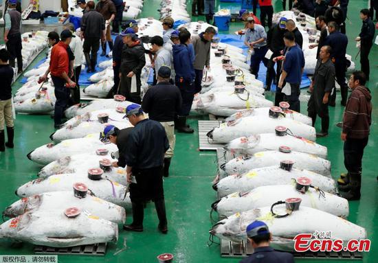 New Tokyo fish market starts traditionally with tuna auction