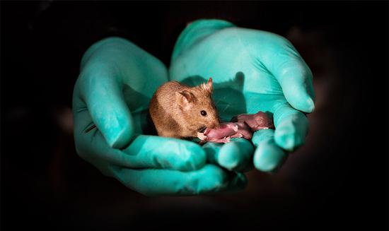 A female mouse, born to two mothers, tends to her own pups.Credit: Leyun Wang