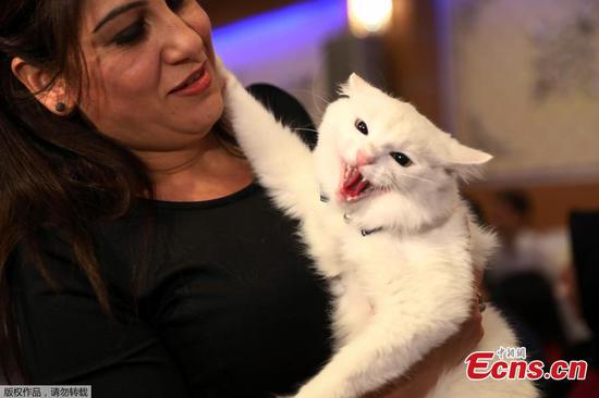 Cat beauty fest in Ankara